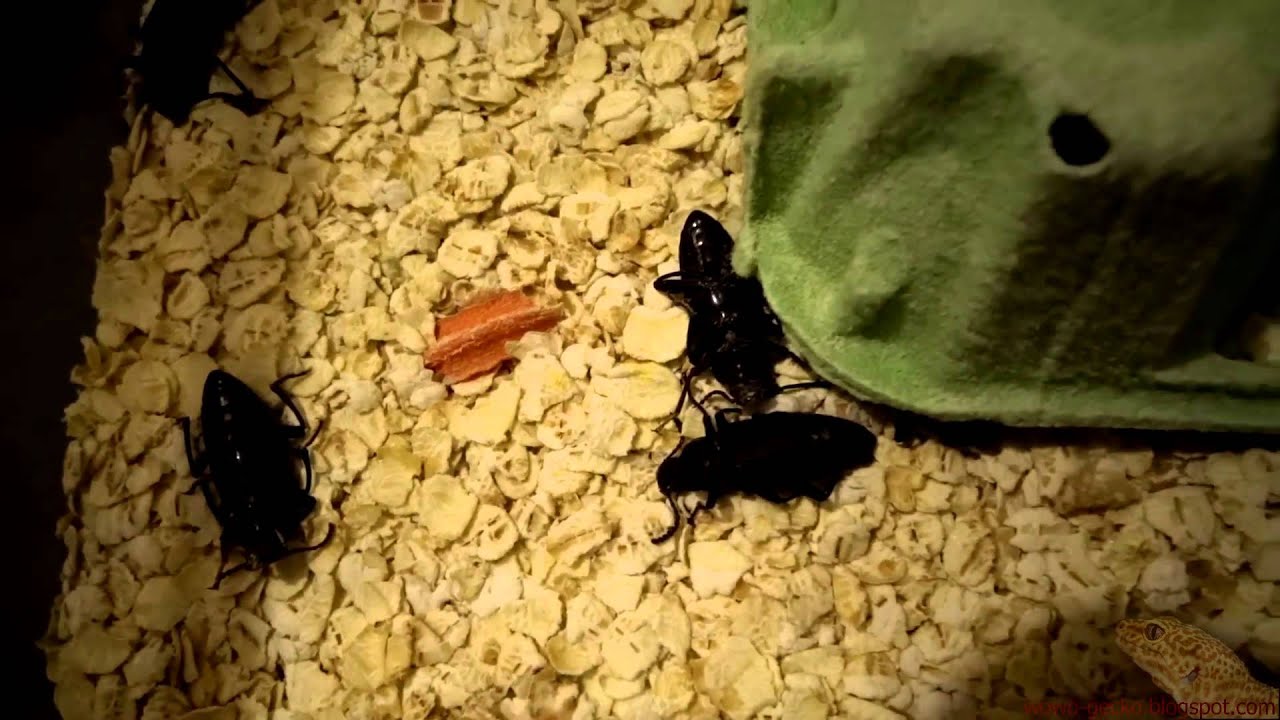 heimchenzucht Leopard Gecko : Beetles Death (2014-01-07)