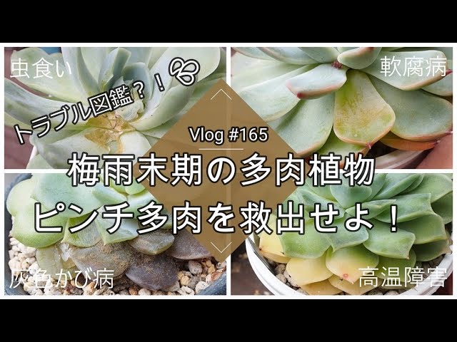Vlog 268] [Succulents] Introduction to cute and easy-to-grow