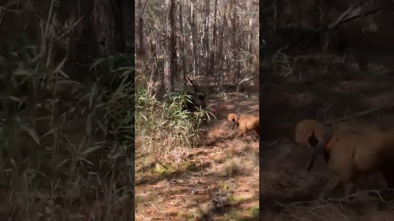 Young cur dogs baying Georgia boar hog!!