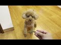 電動歯ブラシ後のガム食べるシーン (グリニーズプラス 超小型犬用)