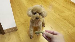 電動歯ブラシ後のガム食べるシーン (グリニーズプラス 超小型犬用)