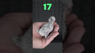 Baby Budgie 1 To 31 Day Growth Stages