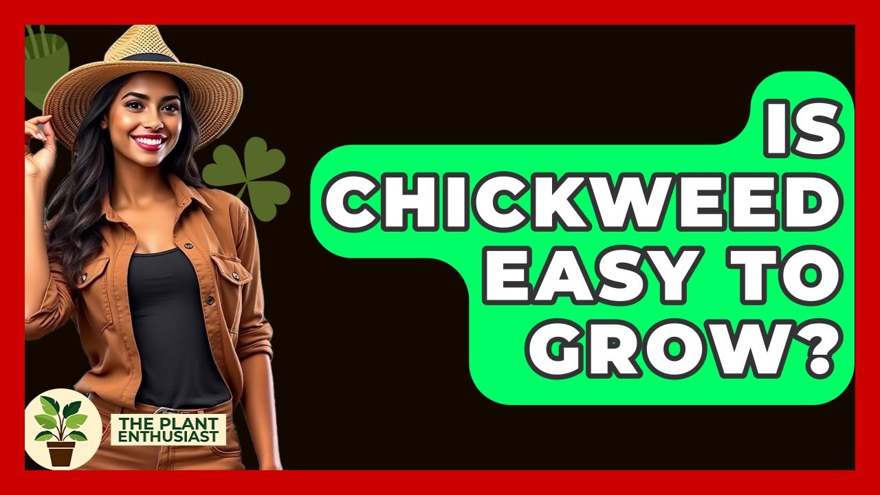 Is Chickweed Easy To Grow? - The Plant Enthusiast