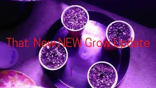 New NEW Grow Update