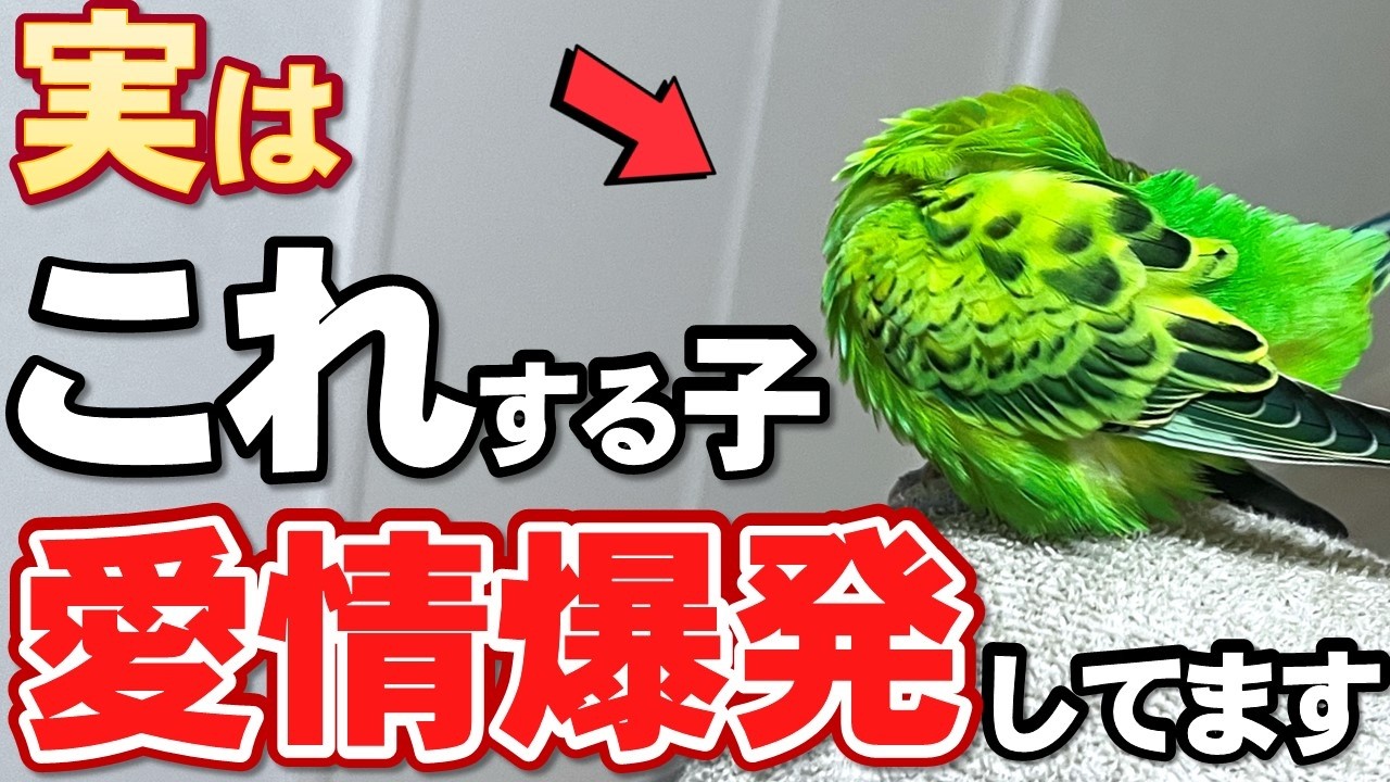 Archival Edition] This is what happens when a budgie becomes too