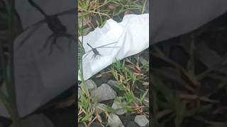 Download Lagu PART 9 \\  DRAGONFLY Pepatong 🦟 MP3