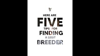 Celebrity 5 Tips On How To Find a Legit French Bulldog Breeder Profile