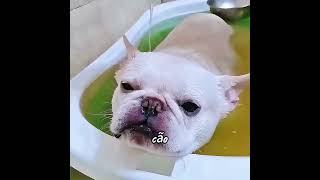 Este tipo de cão faz você se sentir irritado? #historiass  #gatos  #cat   #shorts