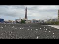 The seagulls of Blackpool 