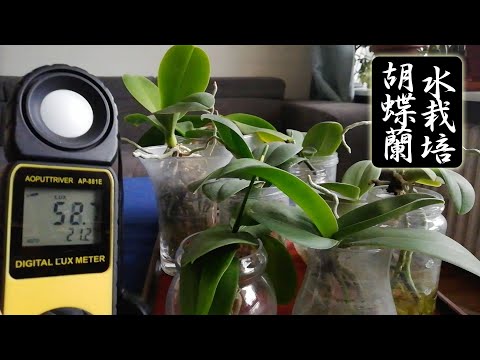 ランの光の必要条件を満たすコツ：品種別の理想ルクス値と葉っぱのサインをチェック