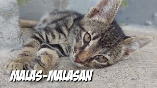 KEBIASAAN KUCING KAMPUNG DI SIANG HARI || KUCING KAMPUNG MALAS screenshot 4