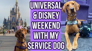 Service Dog Goes to Magic Kingdom