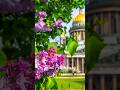 Wonderful spring in Saint Petersburg
