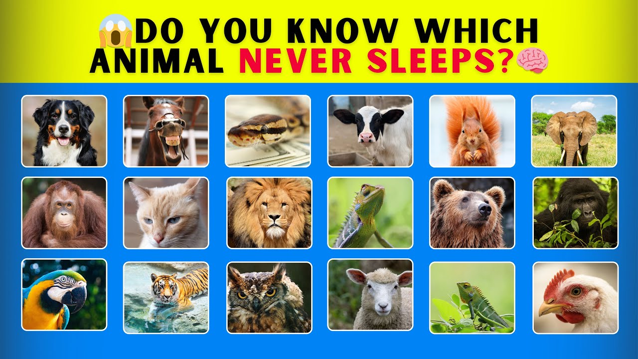 50 Crazy Animal Facts That Will Blow Your Mind! 🧠🐾 | Guess the Answer ...