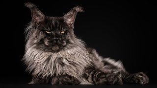 The Maine Coon cat with the Paws of a Bear