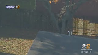 Bear spotted in New Jersey tree