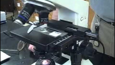 Lab 1 Microscope and Safety Experimental Summary