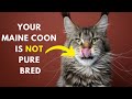 How to identify Your Maine coon Cat is Pure Bred or How to identify Your Maine coon Cat is Pure Bred or