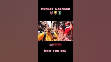 how make monkey ai video | "monkey vlog channel" | #aimonkeyvlog #funny #monkey #monkeyvlog #ai #veo