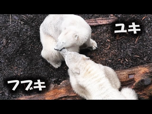 ホッキョクオオカミ＆ホッキョクグマラブ ホッキョクオオカミ＆ホッキョクグマラブ Hou-chan's switch is on