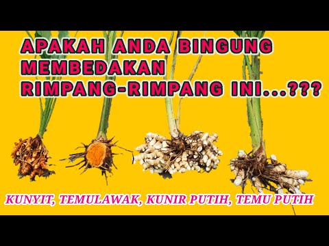 Video: Perbedaan Antara Kurkumin Dan Kunyit