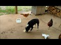 Puppy vs chickens