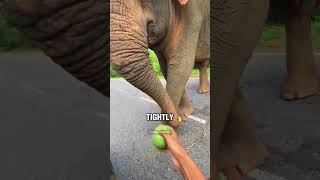 Elephant Saving Food For Her Babies 
