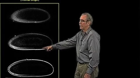Movie of the Bicoid protein gradient - Eric Wieschaus (Princeton/HHMI)