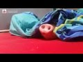 Pig vs Cookie / Schwein Smarty futtert einen Keks