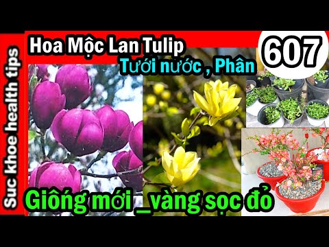 Video: Star Magnolia Care - Mẹo Trồng Cây Thiết Mộc Lan Sao