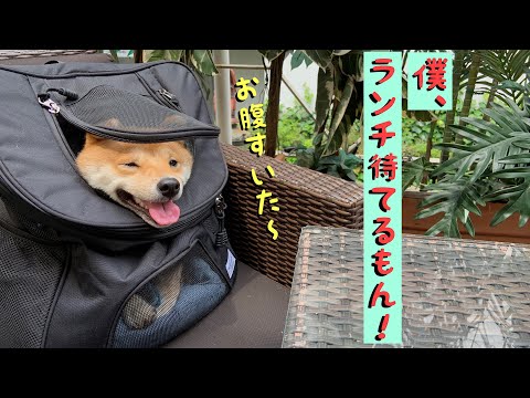 久しぶりのドッグラン＆ランチの間いい子にできるかな？【柴犬