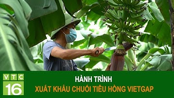 Hành trình xuất khẩu chuối tiêu hồng VietGAP | VTC16