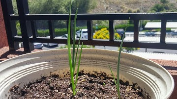 Growing Joshua Trees from Seeds, Days 35-48