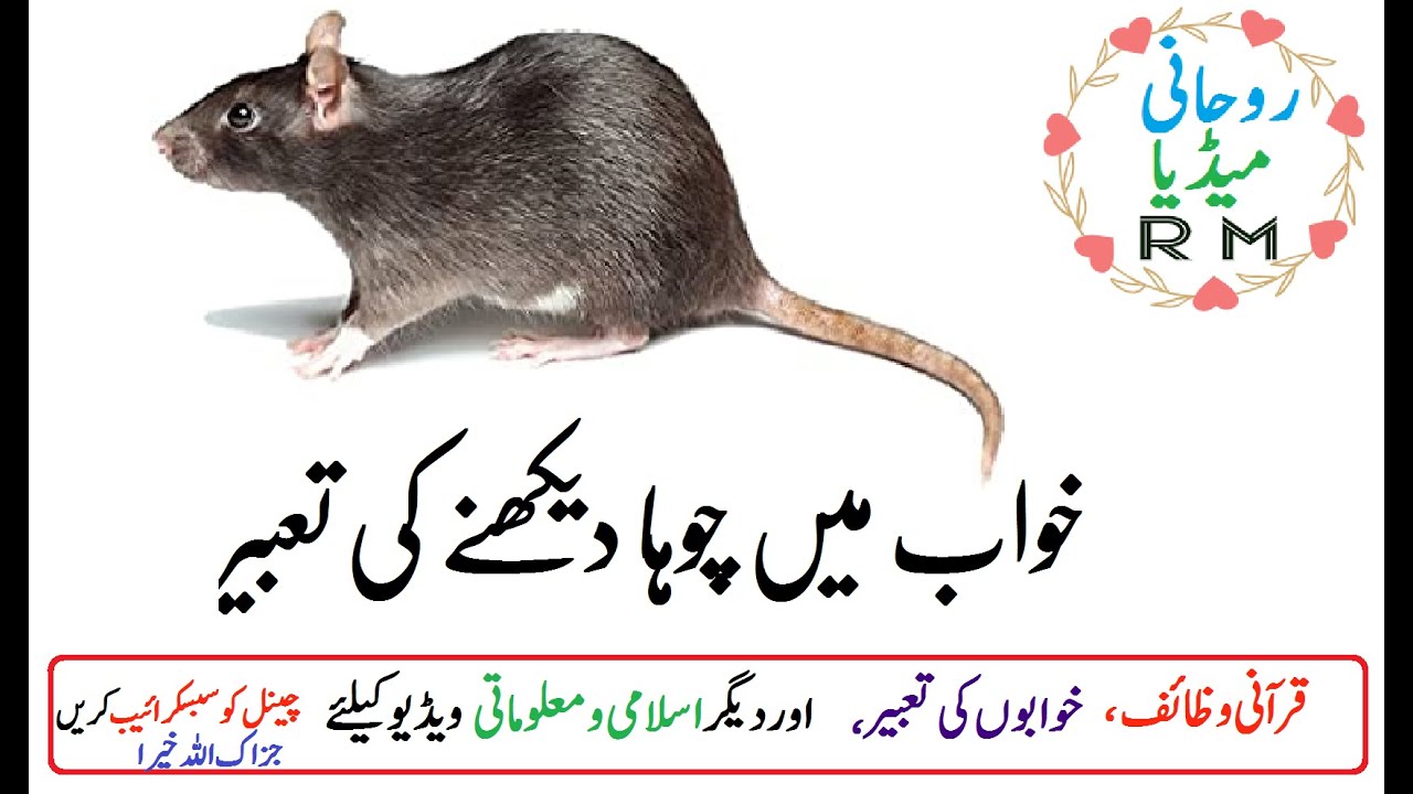 Khwabon Ki Tabeer || Khawab Me Chooha Diknay Ke Tabeer || Rohani Media