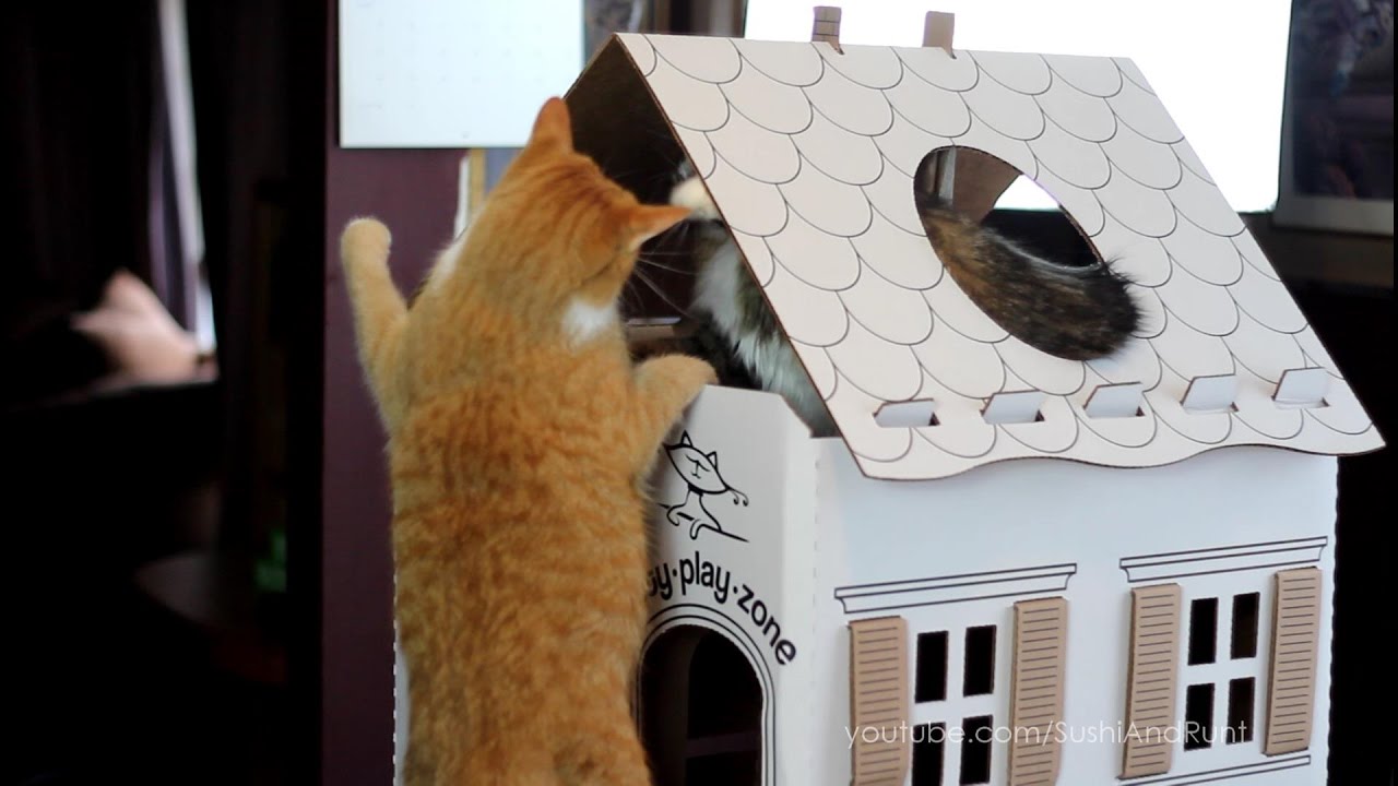 Cat House Construction Kitty Play Zone YouTube
