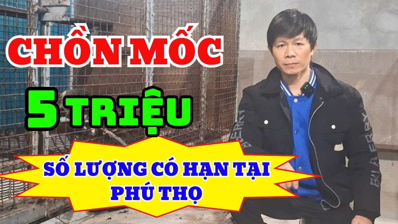 Chồn Mốc 5 Triệu Số Lượng Có Hạn Tại Phú Thọ, Kỹ Thuật Chăn Nuôi Chồn ...