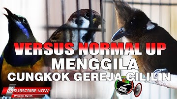 MASTERAN MURAI BATU SPESIAL DI ATAS NORMAL VERSUS CUCAK CUNGKOK VS CILILIN VS GEREJA TARUNG TUNGGAL