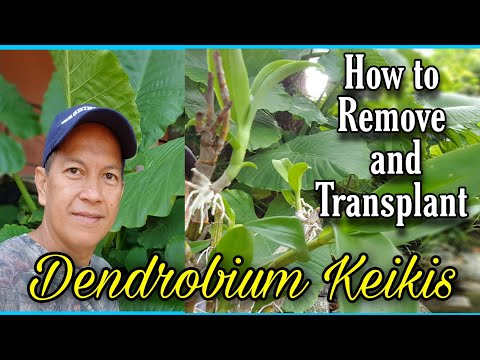 How to Transplant and Remove Dendrobium orchid keikis/Paano mag transplant ng dendrobium kekis