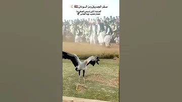 السودان لو م سوداني ابقا مارق صقرية السودان صقرالجديان العرضة التي تسمي الصقرية 