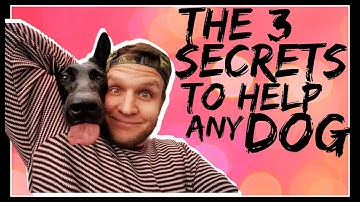 3 Secrets Dog Training Tips- How to build a better relationship with your dog