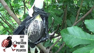 Conseils jardinage: Comment réussir  le marcottage aérien du figuier  et le sevrage de marcottes: