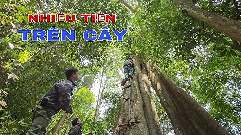 CHINH PHỤC 2 TỔ ONG RỪNG TRÊN CÂY ĐA CỔ THỤ NGƯỜI KHÁC BỎ LẠI