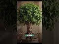 Plants That Purify Air 🌱 (100% Natural) #neet2026  #youtubeshorts #biologyshorts #facts