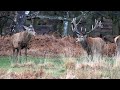 Red deer stags at antler shedding time - Richmond Park