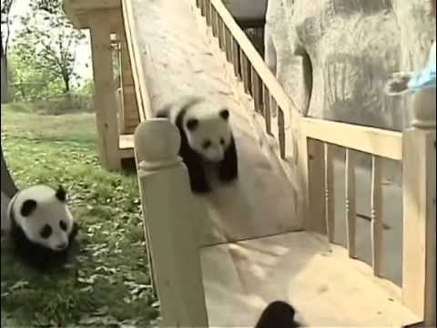 Video: Adorabili Panda Care Se Joacă Pe Zăpadă