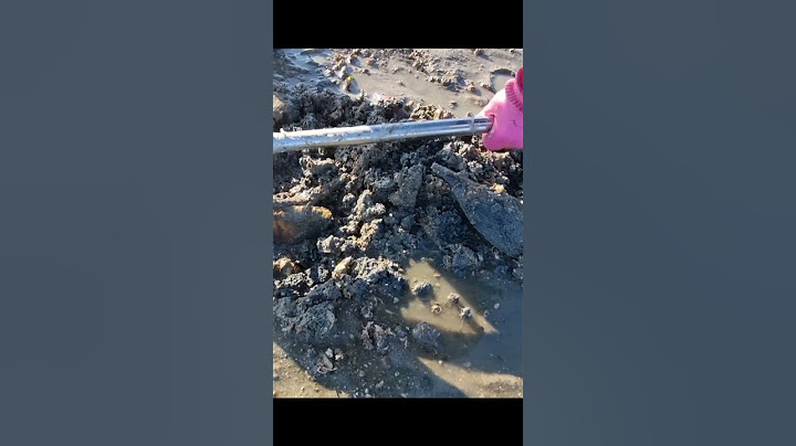 갯벌에 물총쏘는 조개가 있다고!? #shorts