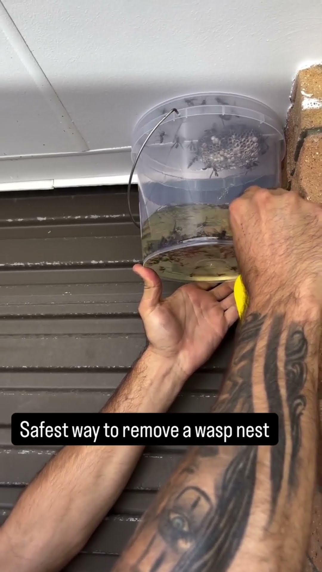 safest way to remove beehive #shortsvideo