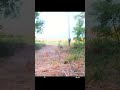 Mule Deer Fawn | Utah Wildlife Trail Cam