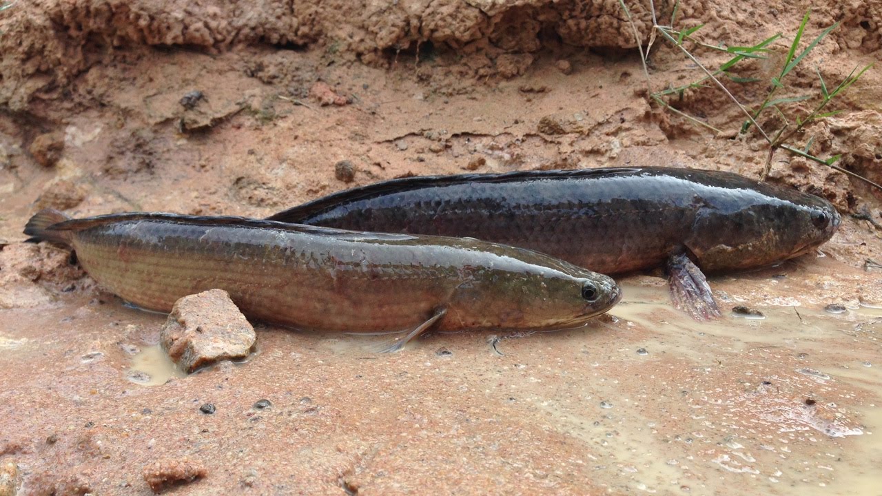 video phone beyonce mp3 Amazing Fishing Videos by hands-How to make trap-Top fishing Videos,best Video Fishing,Amazing Trap