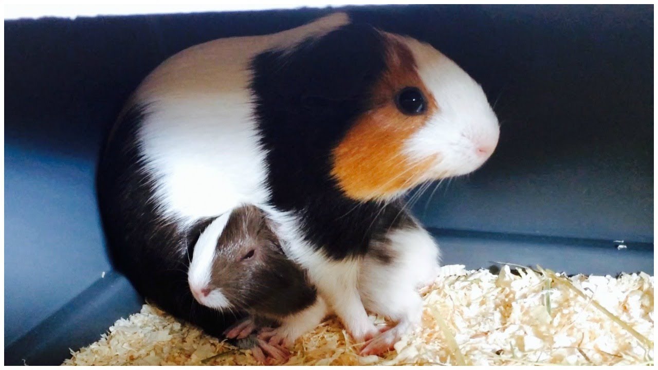 what do baby guinea pigs look like